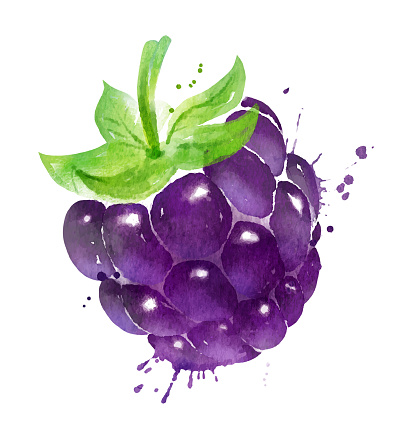 Watercolor vector illustration of blackberry