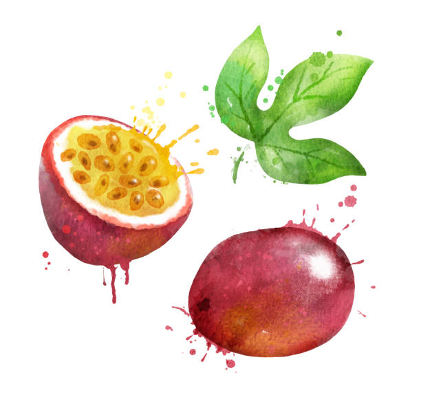 ilustrações de stock, clip art, desenhos animados e ícones de watercolor vector illustration of passionfruit - granadilla
