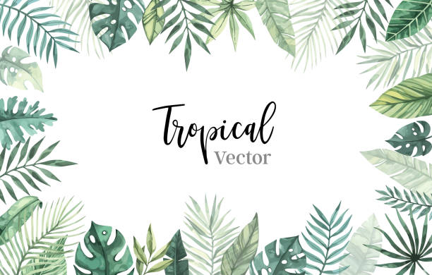 Watercolor vector illustration. Summer tropical frame with banana leaves, monstera and palm leaves. Perfect for wedding invitations, prints, postcards, posters Watercolor vector illustration. Summer tropical frame with banana leaves, monstera and palm leaves. Perfect for wedding invitations, prints, postcards, posters tropical climate stock illustrations