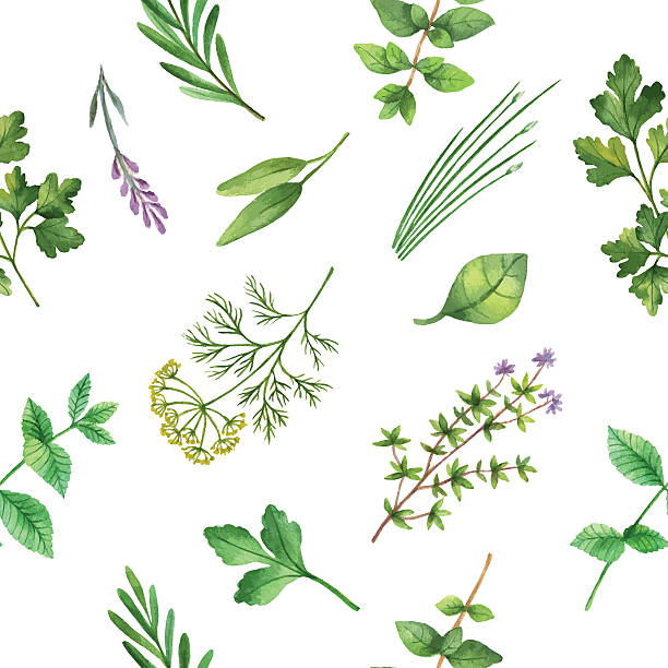 stockillustraties, clipart, cartoons en iconen met watercolor vector seamless pattern hand drawn herb . - basil plant