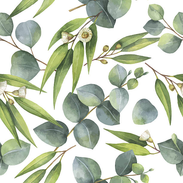 Best Eucalyptus Tree Illustrations, RoyaltyFree Vector