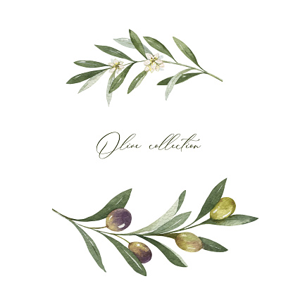 Watercolor vector wreath of olive branches and leaves.