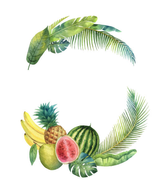 Watercolor vector wreath tropical leaves and fruits isolated on white background. Watercolor vector wreath tropical leaves and fruits isolated on white background. Illustration for design wedding invitations, greeting cards, postcards with space for your text. tropical fruit stock illustrations