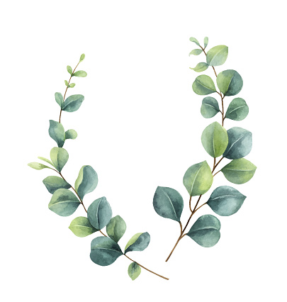 Watercolor vector  wreath with green eucalyptus leaves and branches.