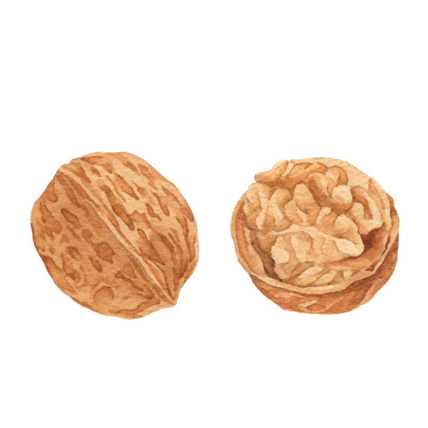ilustrações de stock, clip art, desenhos animados e ícones de watercolor walnuts - nozes
