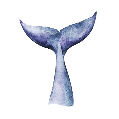 Watercolor Whale Tail