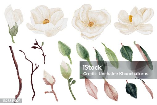 istock watercolor white magnolia flower and leaf bouquet elements collection 1323814024