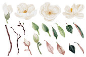 istock watercolor white magnolia flower and leaf bouquet elements collection 1323814024