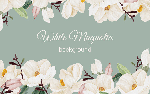 watercolor white magnolia flower branch bouquet background