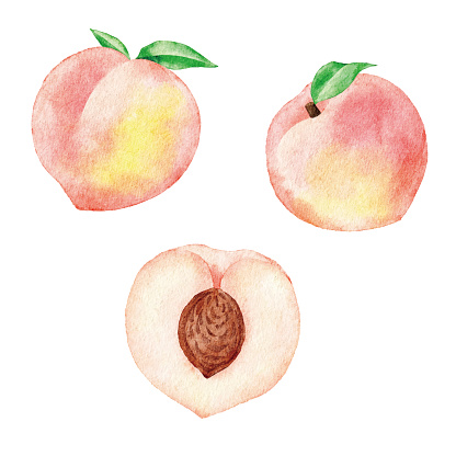Watercolor White Peaches