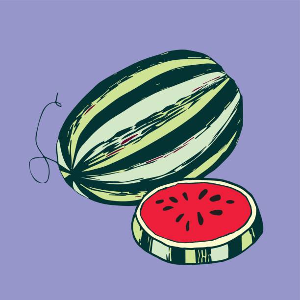 Watermelon vector art illustration