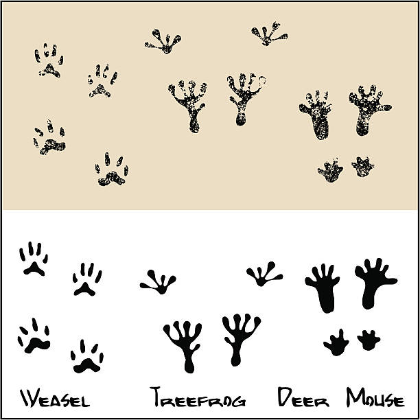 Weasel - Treefrog - Deer Mouse Normal and Grunge footprints of a weasel , treefrog and deer mouse . tree frog drawing stock illustrations