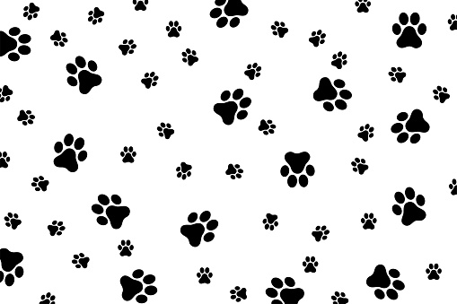 Traces of a cat or dog on a white background