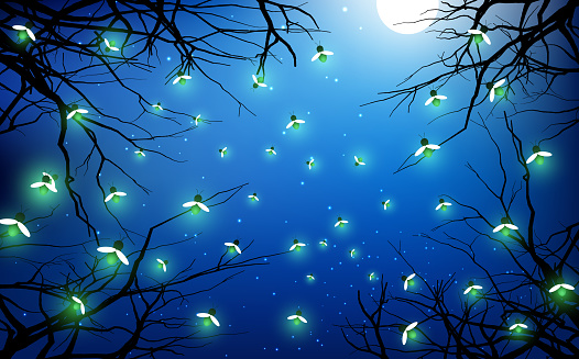firefly flying in the jungle in full moon night