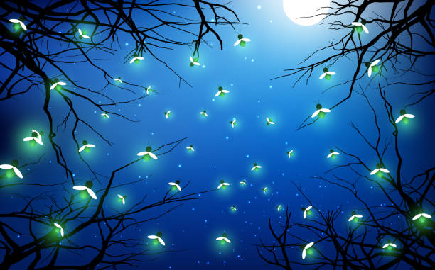 Web firefly flying in the jungle in full moon night insect illustrations stock illustrations