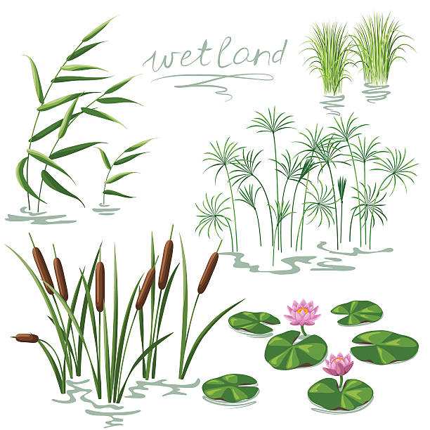 Wetland Plants Set Set of wetland plants. Simplified image of  reed, water lily, cane and carex. pond stock illustrations
