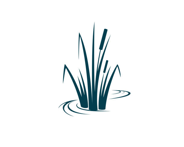 Wetland Plants Cattail plant abstract vector illustration cattail stock illustrations