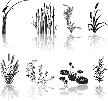 Wetlands Icons. Wetlands Black Silhouette Icons with Marsh Elements including shadows. Set of eight Marsh elements include thrush weeds, cat tails, lily pads, bird, plants,  and various weeds. Elements can be moved and manipulated.