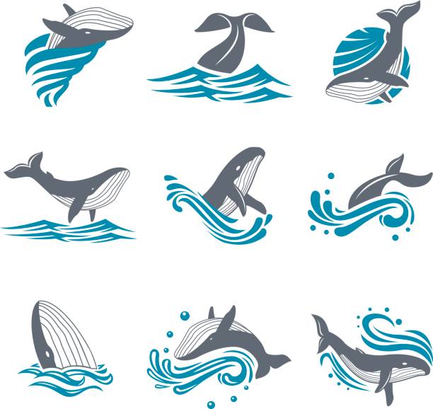 Whale among sea waves and splashes vector icon set Whale among sea waves and splashes vector icon set. Illustration of a diving and floating whale in the blue sea. Marine mammal icon on white background. whale stock illustrations