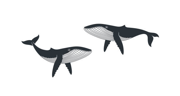 bildbanksillustrationer, clip art samt tecknat material och ikoner med whale-logotypen. isolerad val på vit bakgrund - blue whale