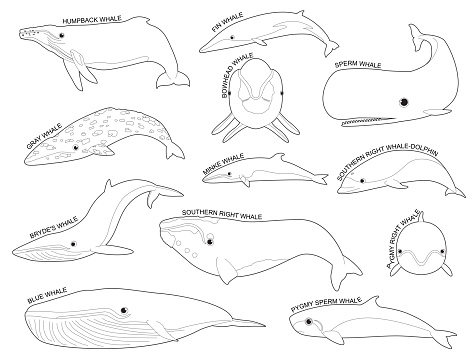 Whale Set Various Kind Identify Cartoon Vector Black and White