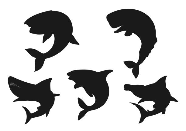 illustrations, cliparts, dessins animés et icônes de silhouettes noires d’animal de baleine, de requin et d’orque - event