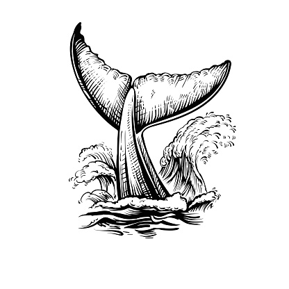 Whale tail with water splash, vector illustration. Black and white line whale sketch with ocean waves.