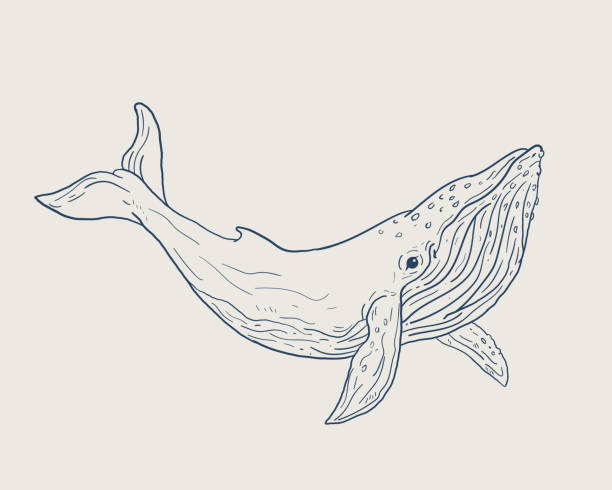 1 793 Humpback Whale Illustrations Clip Art Istock