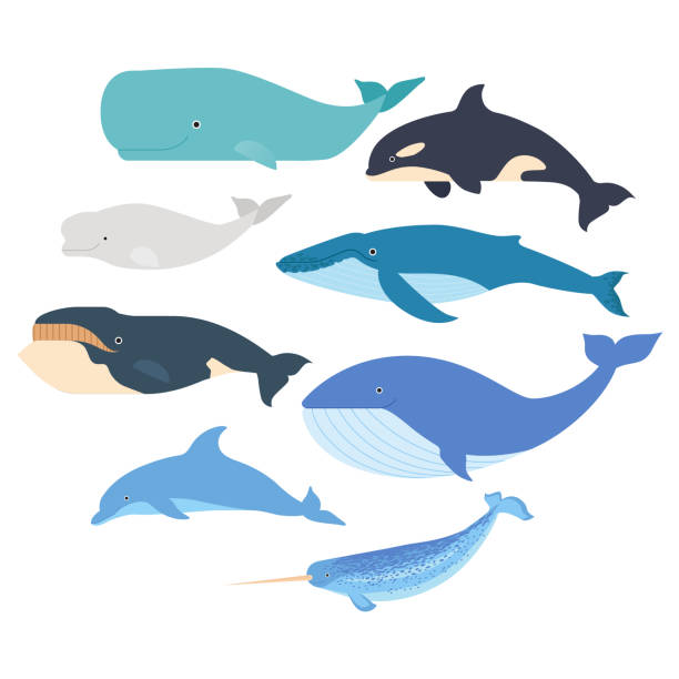 illustrations, cliparts, dessins animés et icônes de baleines et dauphins ensemble. illustration de mammifères marins. narval, rorqual bleu, dauphin, béluga, rorqual à bosse, baleine boréale et cachalot vecteur isolé - beluga