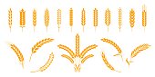 istock Wheat and rye ears. Barley rice grains and elements for bear logo or organic agricultural food. Vector isolated heraldic shapes 1167584694