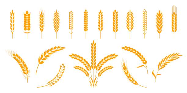 Wheat and rye ears. Barley rice grains and elements for bear logo or organic agricultural food. Vector isolated heraldic shapes Wheat and rye ears. Barley rice grains and elements for beer logo or organic agricultural food. Vector illustration isolated heraldic shapes golden patterns rice and barley wheat stock illustrations
