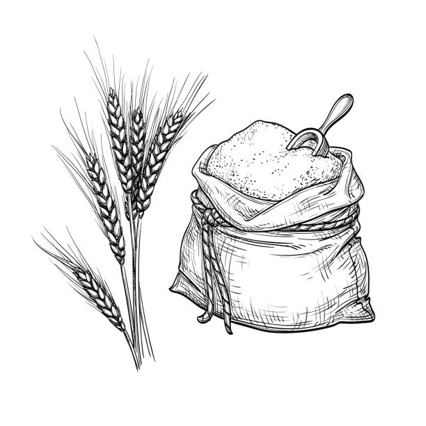 Wheat and sack of flour. Wheat and sack of flour. Hand drawn vector illustration. Isolated on white background. Retro style. bakery illustrations stock illustrations