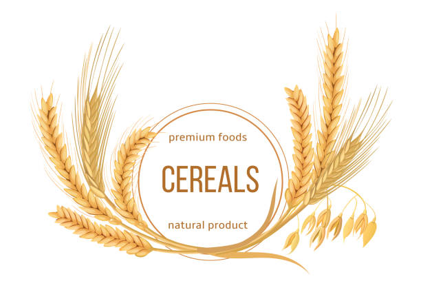 Wheat, barley, oat and rye set. Four cereals spikelets with ears, sheaf and text premium foods, natural product Wheat, barley, oat and rye set. Four cereals spikelets with ears, sheaf and text premium foods, natural product. 3d icon vector. Round label. For design, cooking, bakery, tags, labels, textile plant stem stock illustrations