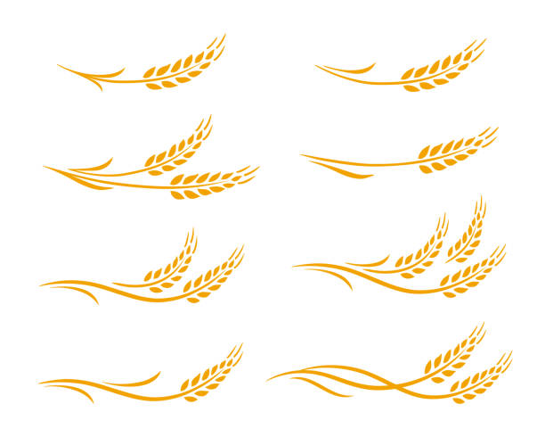 wheat ears and oats spikes icons set Hand drawn decorative wheat ears, oats, rye grain spikes with leaves icons set plant stem stock illustrations