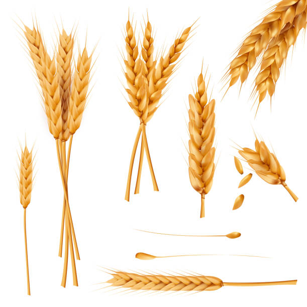 Wheat ears and seeds realistic vectors collection Bunch of wheat ears, dried whole grains realistic vector illustration set isolated on white background. Cereals harvest, agriculture, organic farming, healthy food symbol. Bakery design element wheat stock illustrations
