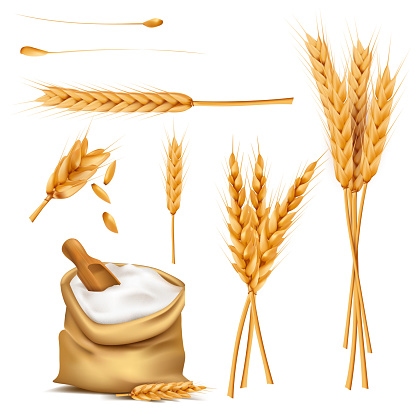 Wheat ears, grains and flour in sack vector set
