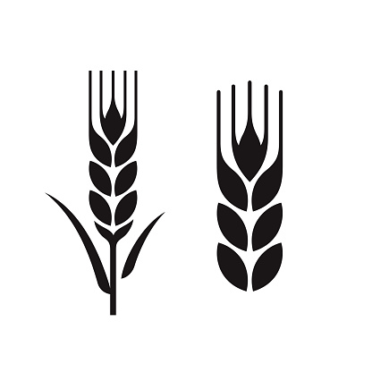 Ears of wheat. Ears of rye. Isolated on white design elements