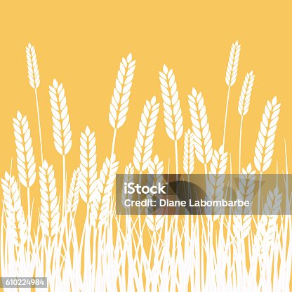 istock Wheat Field and Sun Agriculture background 610224984