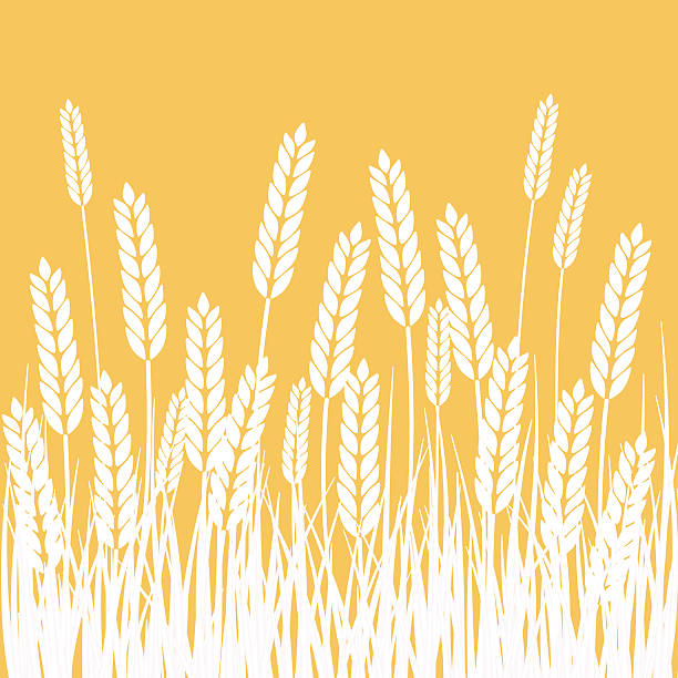 ilustrações de stock, clip art, desenhos animados e ícones de wheat field and sun agriculture background - cereal field