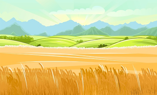Wheat fields. Rural village landscape. Meadow hills and pastures. Ears of cereals: barley, rye. Summer rustic farm landscape. There are mountains on the horizon. Illustration. Vector