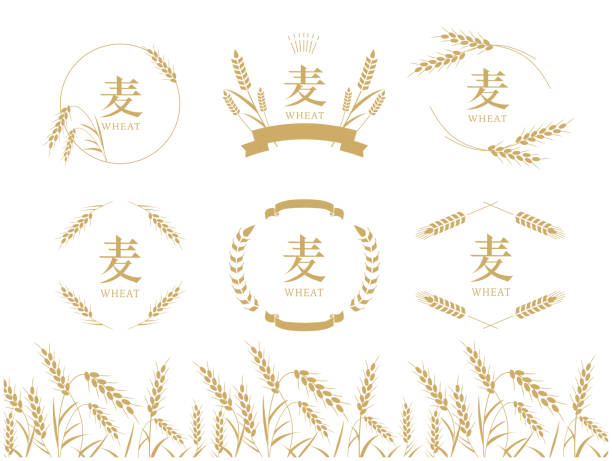 Wheat frame material set Vector illustration pasta borders stock illustrations