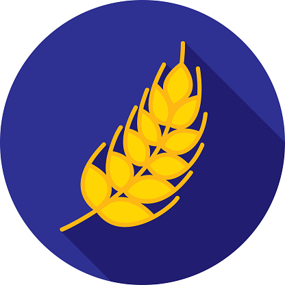 Vector illustration of a wheat plant against a blue background in flat style.