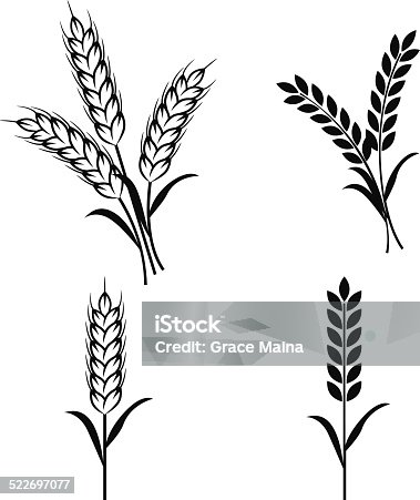 istock Wheat plants - VECTOR 522697077