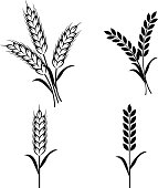 istock Wheat plants - VECTOR 522697077