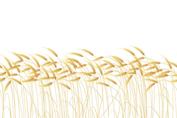ilustrações de stock, clip art, desenhos animados e ícones de wheat seamless border - cereal field