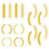 Ears of wheat or barley and logo on a white background. Agricultural wheat icon design for natural product company and farm. Vector illustration