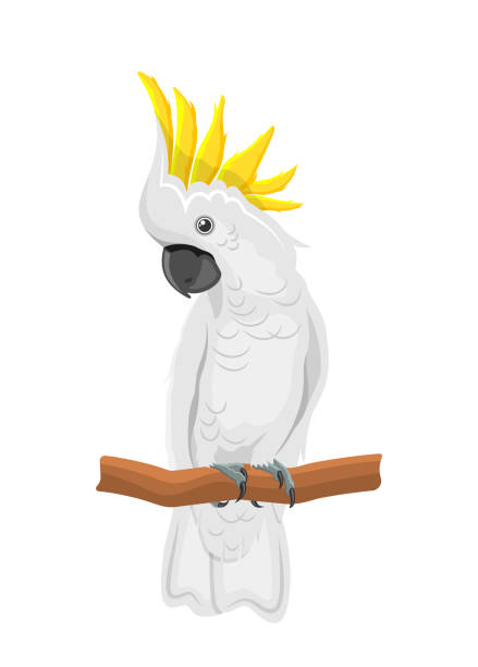 White Cockatoo Parrot On Branch, Exotic Bird with Crest Isolated vector art illustration