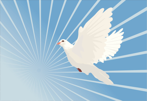 White dove in flight (vector)