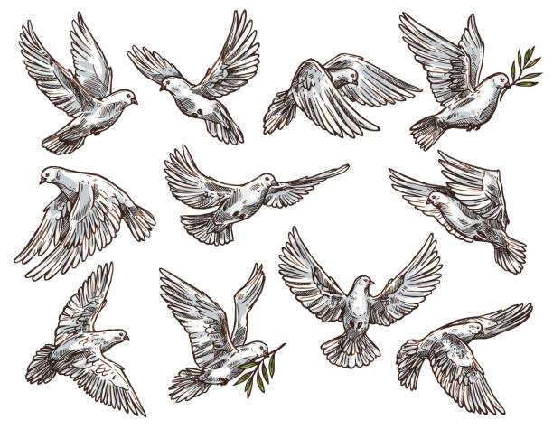 stockillustraties, clipart, cartoons en iconen met witte duif met olijftak, vliegende duif vogels - duif