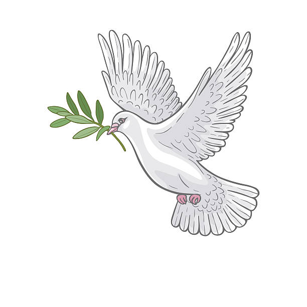 White Dove with olive branch Hand drawn white  flying dove with olive branch. dove bird stock illustrations